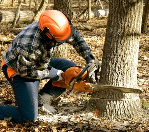Tree Removal in Easton, ME